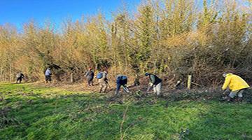 Group of people digging in field by trees with blue sky background