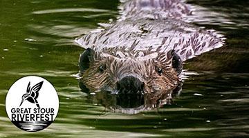 Beaver swimming in river