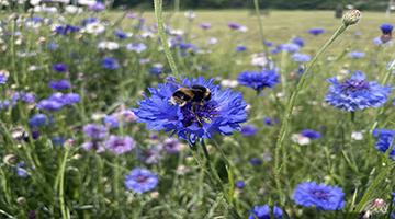 Bee on purple flowers in field
