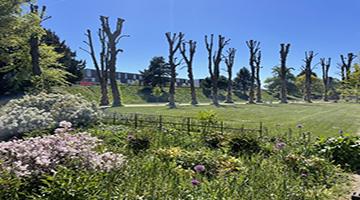 Row of trees and wild flowers against blue sky