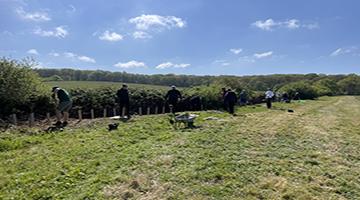 Row of hedges with people tending to them