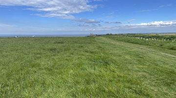 Photo of a field with Reculver Towers in the distance
