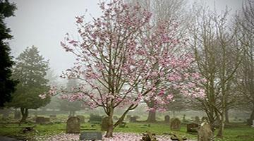 Photo of a blossom tree surrounded by graves in Canterbury Cemetary