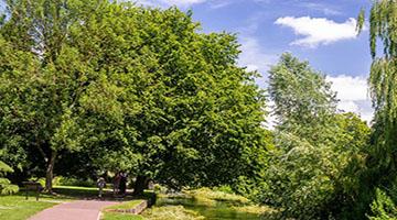 Green trees
